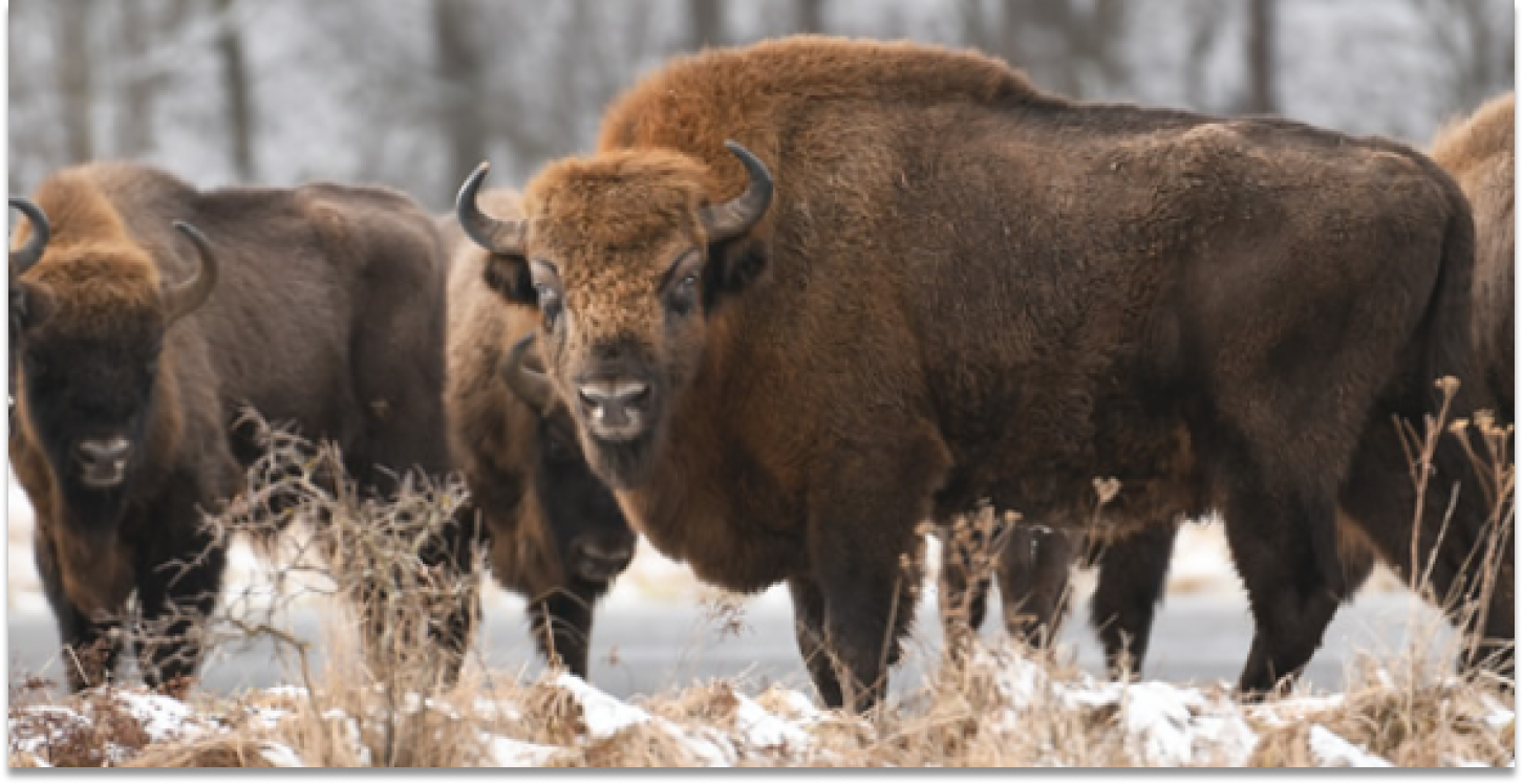 Bisons